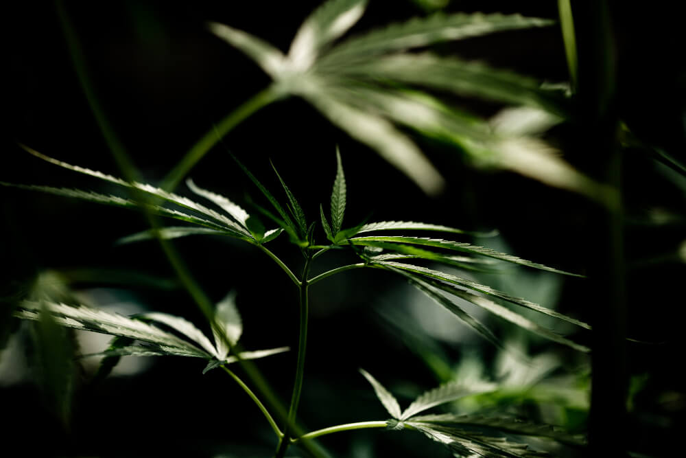 HRVSTR - The Pinnacle of Canadian Premium Craft Cannabis HRVSTR Premium Canadian Craft Cannabis and Vertical Cultivation Facility